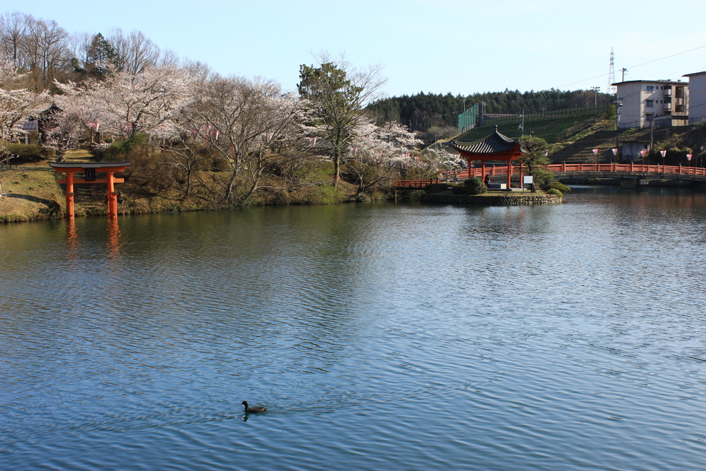 上野公園の桜（広島県　庄原市）