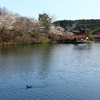 上野公園の桜（広島県　庄原市）