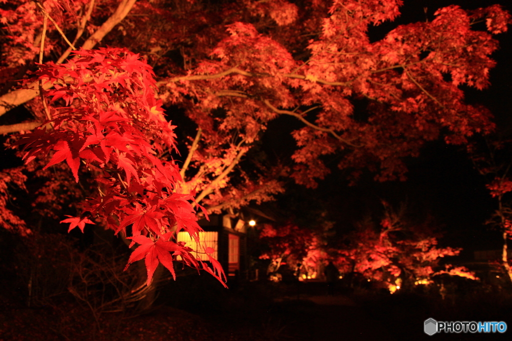 神勝寺　紅葉 1