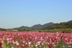 笠岡ベイファーム  秋桜