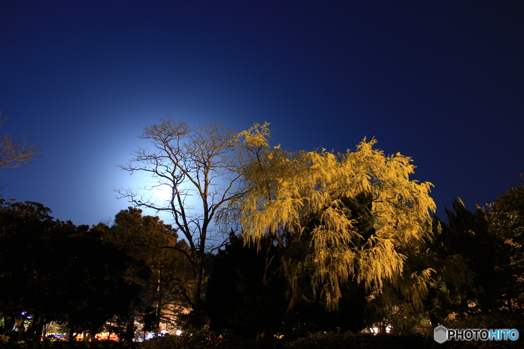米子 湊公園 桜祭り