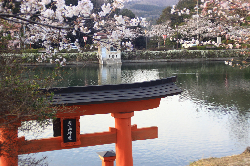 上野公園の桜 広島県 庄原市 By ファルコン Id 写真共有サイト Photohito