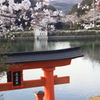 上野公園の桜（広島県　庄原市）