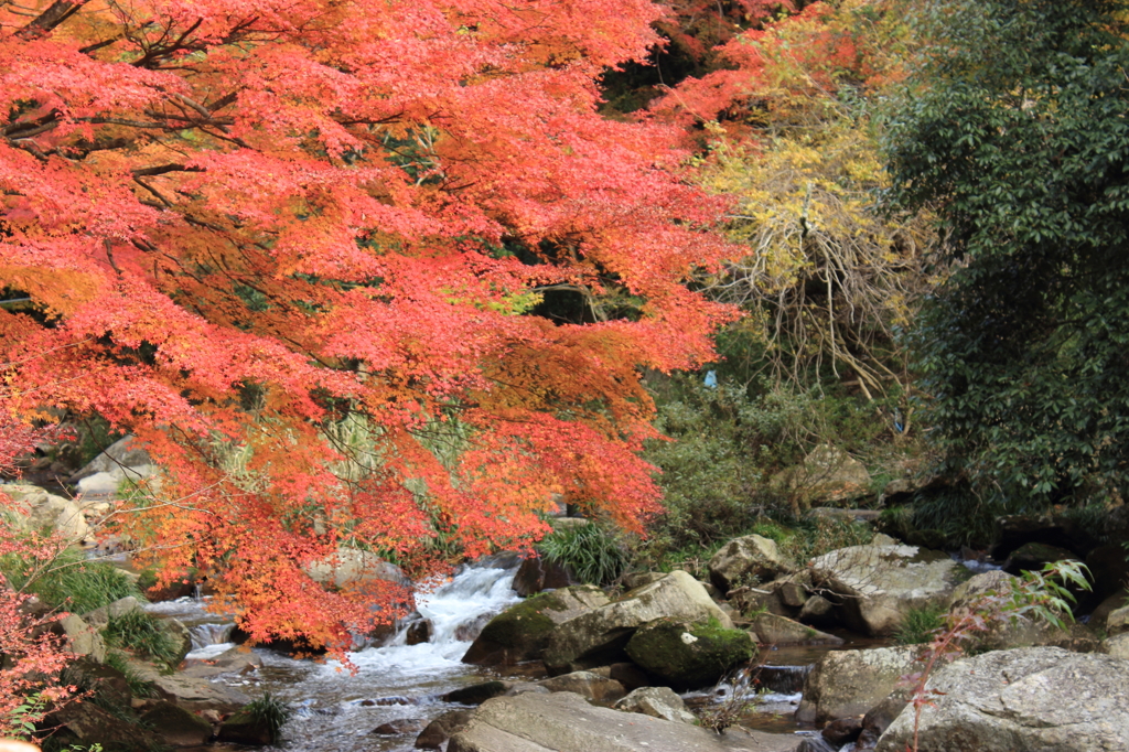 紅葉狩り　３