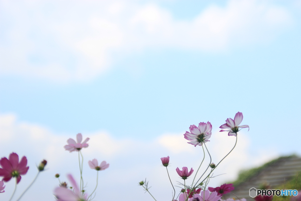 秋桜