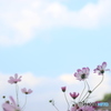 秋桜