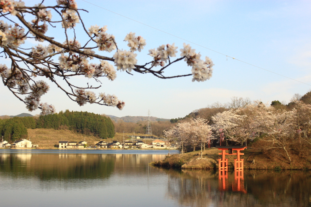 上野公園の桜（広島県　庄原市）