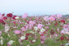 高台の秋桜畑