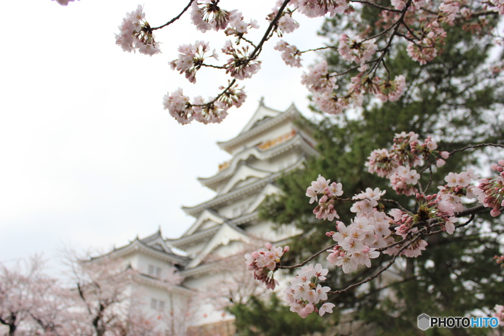 広島県 福山市 福山城 花見2