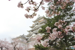 広島県 福山市 福山城 花見2