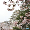 広島県 福山市 福山城 花見2