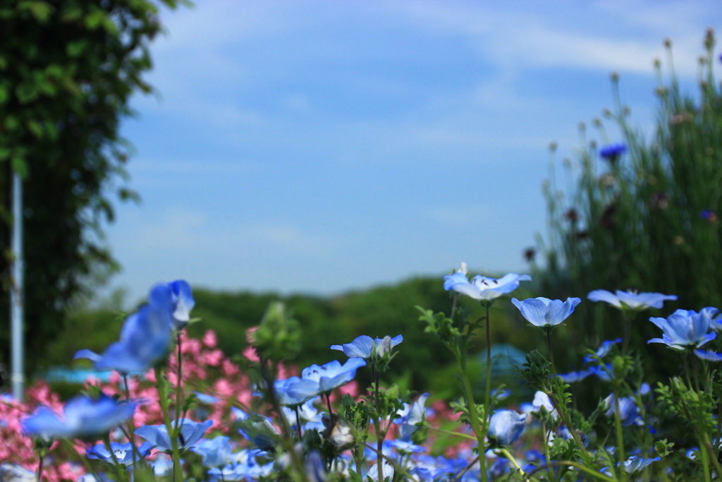 5月の風景