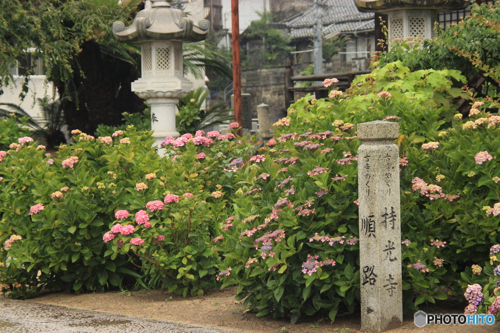 尾道  持光寺  紫陽花寺 1