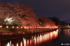 倉敷  酒津公園   夜桜