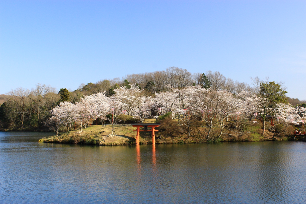 上野公園の桜（広島県　庄原市）