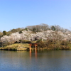 上野公園の桜（広島県　庄原市）