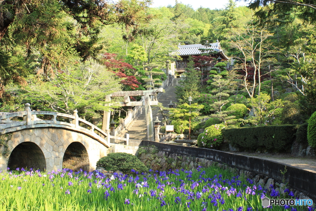 岡山県笠岡市 菅原神社のカキツバタ7