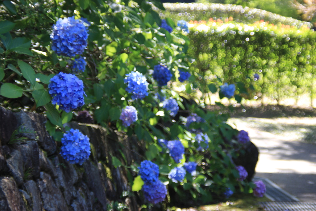 鳴滝森林公園  紫陽花