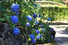 鳴滝森林公園  紫陽花