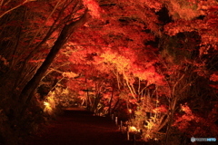 神勝寺　紅葉  2