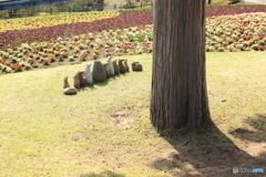 鳥取花回廊