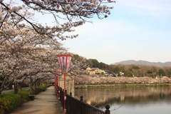 上野公園の桜（広島県　庄原市）