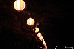 倉敷  酒津公園   夜桜