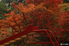 尾関山公園　紅葉狩り 2