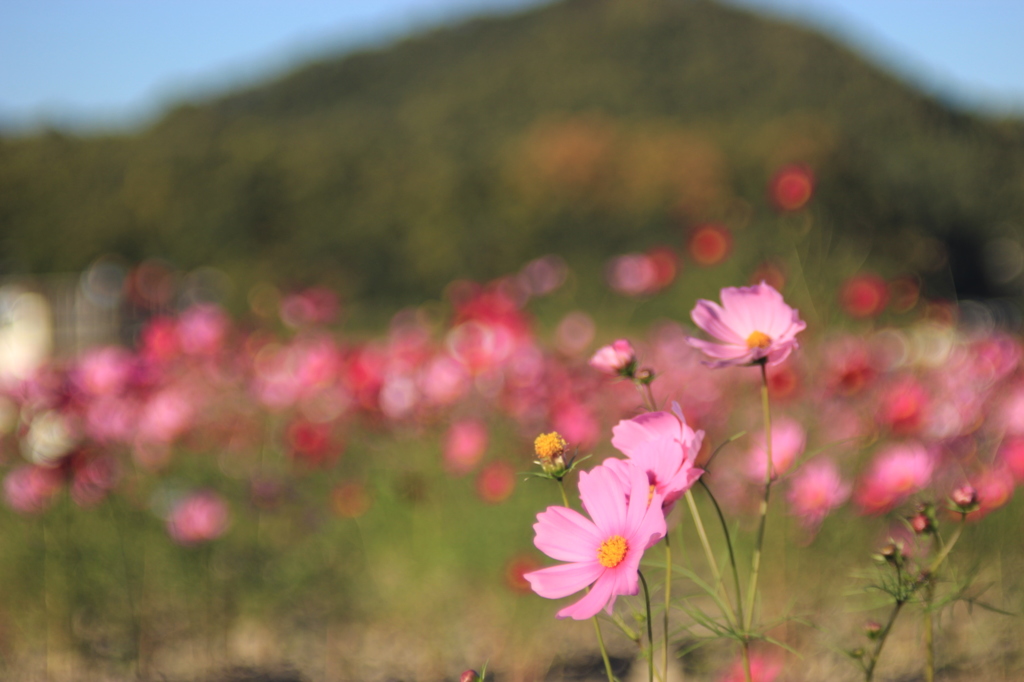 笠岡ベイファーム  秋桜