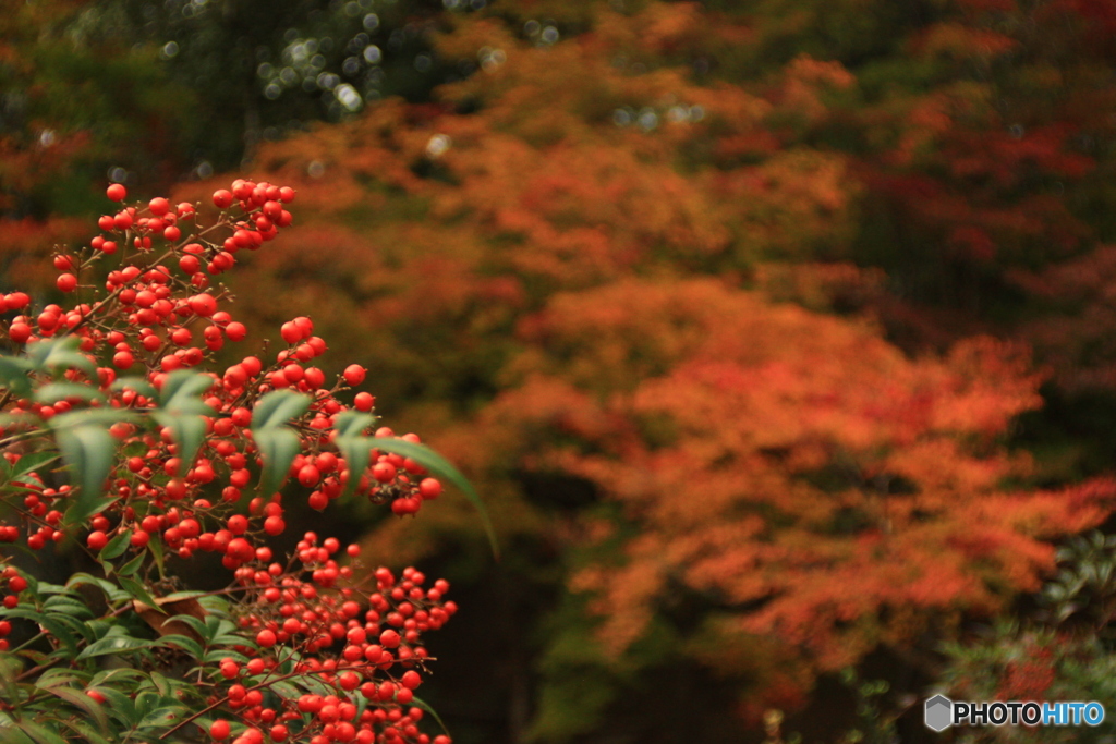 尾関山公園　紅葉狩り 3
