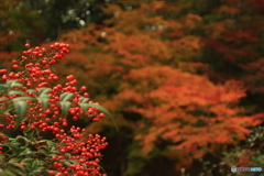 尾関山公園　紅葉狩り 3