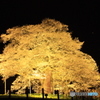 岡山県真庭市  醍醐桜  1