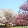 鳥取花回廊