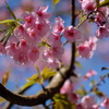 ピンク桜