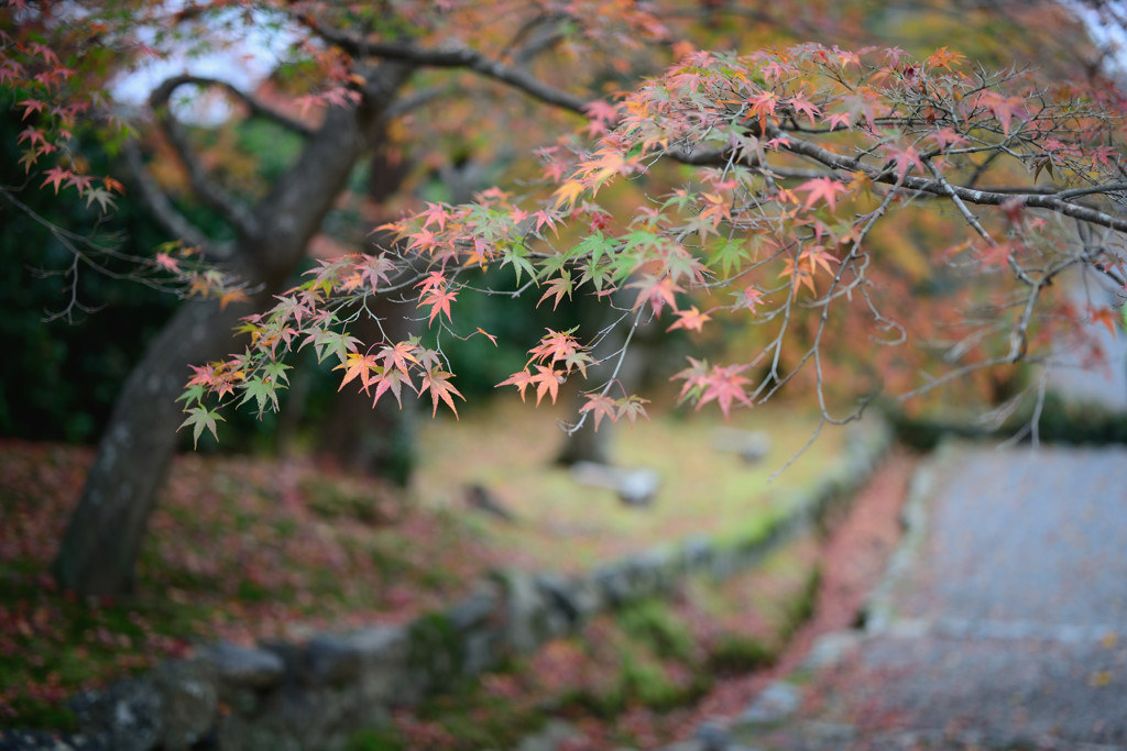 二尊院　紅葉2