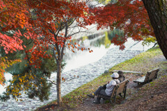 川沿いの紅葉