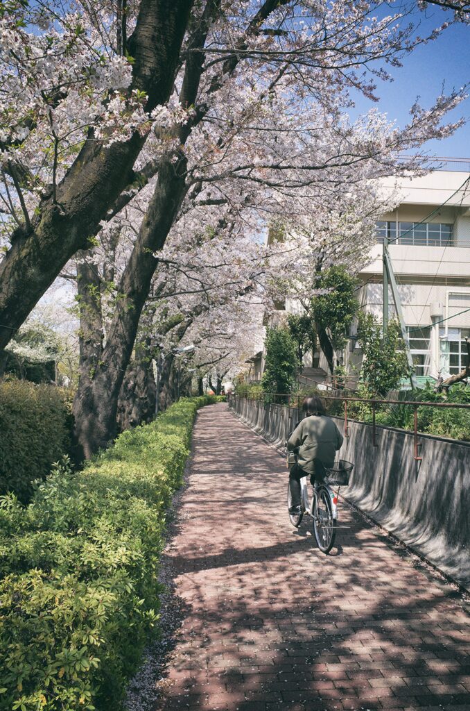 桜道