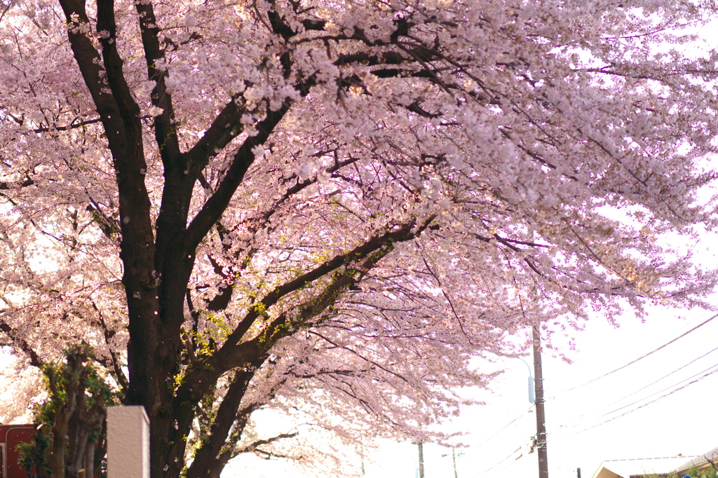 桜散る