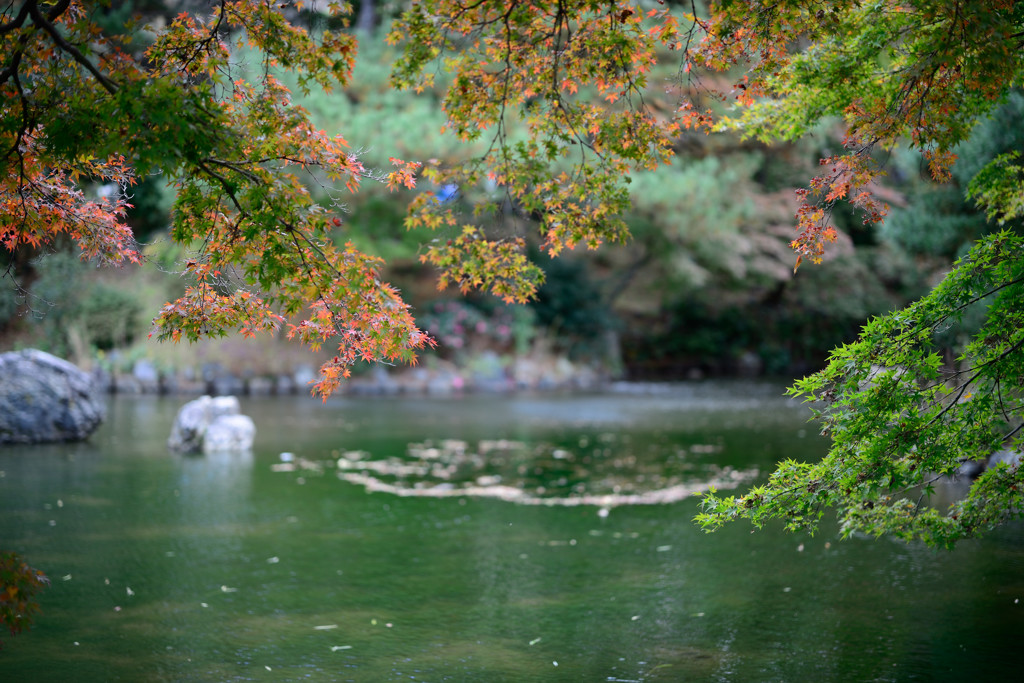 八坂神社　紅葉