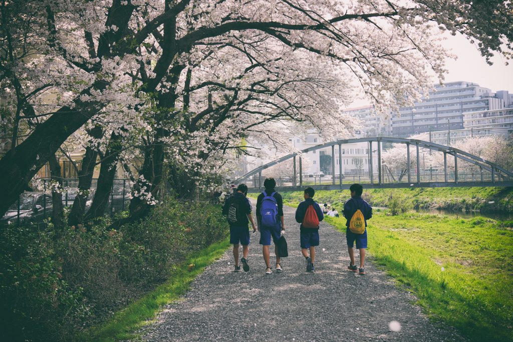 桜の下