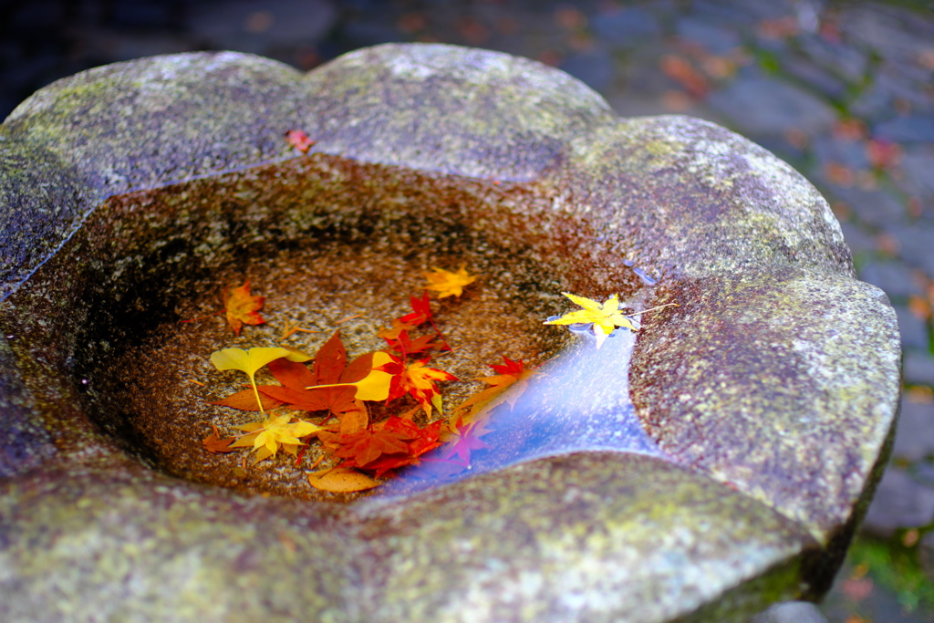 京都　紅葉