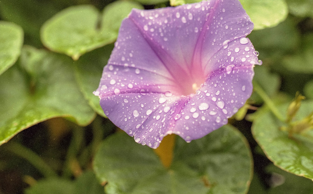 たまには花でも