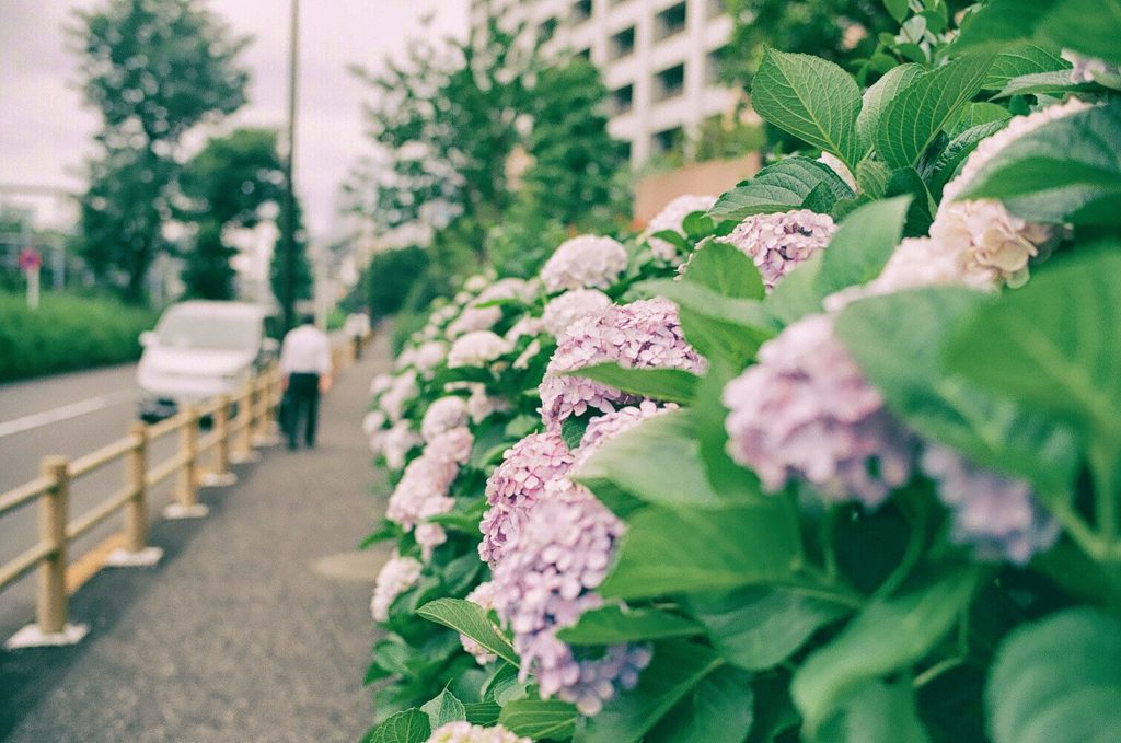 紫陽花