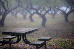 The table in fog 
