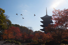 東寺　紅葉