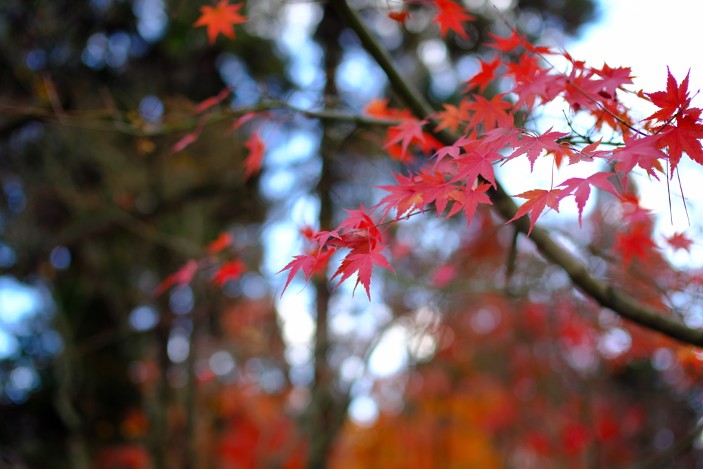 京都　紅葉