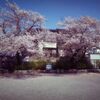 sakura park