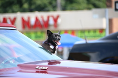 woodward　dream　cruise3