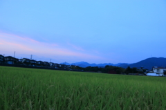 収穫前夜