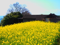 菜の花畑の廃墟